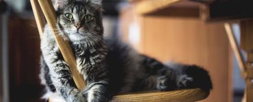 meilleur anti puces chat